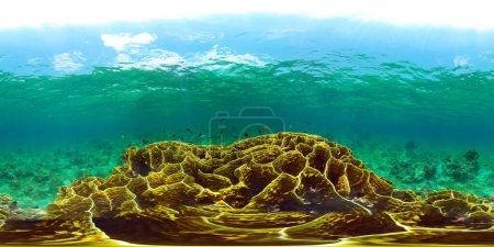 Photo for Tropical Blue Water Colorful Fishes. Tropical underwater sea fish. Philippines. Virtual Reality 360. - Royalty Free Image