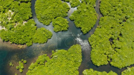 Foto de Vista aérea ecología verde manglar naturaleza selva tropical a la bahía de mar. Paisaje de manglares. Siargao, Filipinas. - Imagen libre de derechos