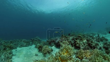 Photo for Tropical sea and coral reef. Underwater Fish and Coral Garden. Underwater sea fish. Tropical reef marine. Colourful underwater seascape. Philippines. - Royalty Free Image