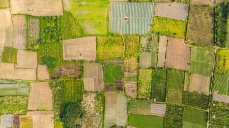 Photo for Aerial drone of farmland in the countryside. Agricultural landscape in Sumatra. Berastagi, Indonesia. - Royalty Free Image
