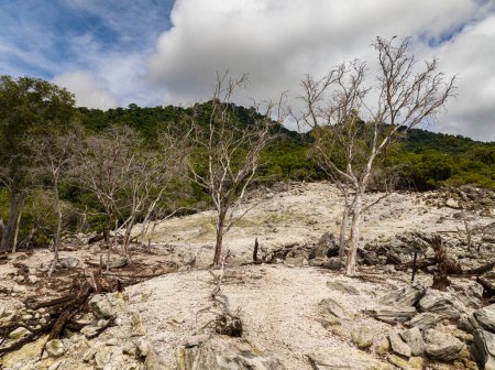 Téléchargez les photos : Conséquences d'une éruption volcanique avec de la terre brûlée et des arbres morts. Weh Island. Indonésie. - en image libre de droit