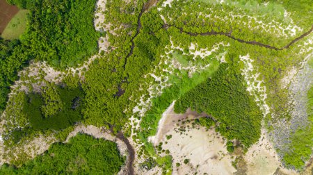 Photo for Coastline with green mangroves and forest view from above. Mangrove landscape. Bantayan island, Philippines. - Royalty Free Image
