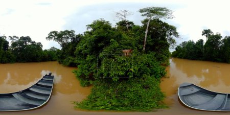 Un mono en una rama de árbol en un bosque lluvioso. Borneo, Malasia, Sukau. VR 360.