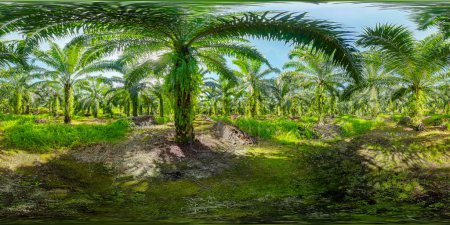 Plantaciones de palma aceitera en Borneo, Malasia. Propiedad de palma aceitera. 360 panorama VR.