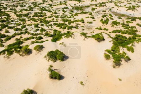 Téléchargez les photos : Arbustes et arbres parmi les collines de sable. Manalkaadu Sand Hills. Sri Lanka. - en image libre de droit