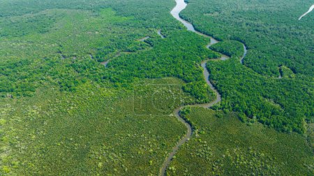 Aerial view of tropical landscape with mangrove forest and river. Borneo. Malaysia.