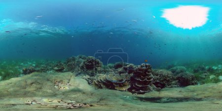 Coral jardín paisaje marino. Coral tropical colorido. Filipinas. 360 panorama VR