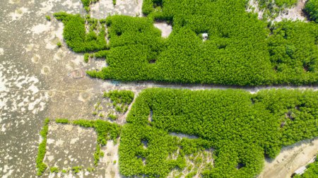 Luftaufnahme der Küste mit grünen Mangroven und Wäldern. Mangrovenlandschaft. Bantayan Island, Philippinen.