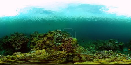 The underwater world of coral reef with fishes at diving. Coral garden under water. Coral Reef Fish Scene. Philippines. 360VR Video.