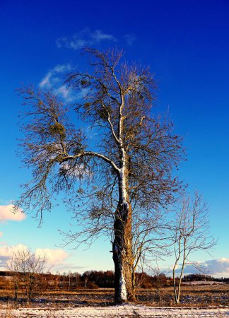 Téléchargez les photos : Tree overgrown with mistletoe and covered with snow - en image libre de droit