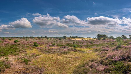 Téléchargez les photos : Panorama des dunes de sable d'Aekingerzand dans la réserve naturelle de Drents-Friese Wold par une journée ensoleillée avec quelques nuages - en image libre de droit
