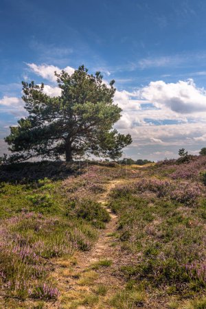 Téléchargez les photos : Paysage de bruyère Parc national Aekingerzand Drents Friese Wold - en image libre de droit