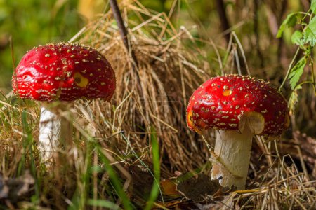Téléchargez les photos : Gros plan sur un champignon empoisonné Amanita dans la nature - en image libre de droit
