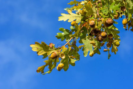 Téléchargez les photos : Acornes sur l'arbre agianst ciel bleu - en image libre de droit
