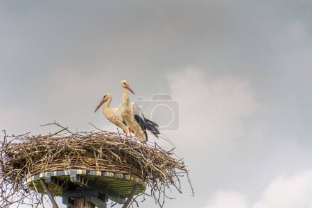 Téléchargez les photos : Deux cigognes sur un nid de cigognes - en image libre de droit