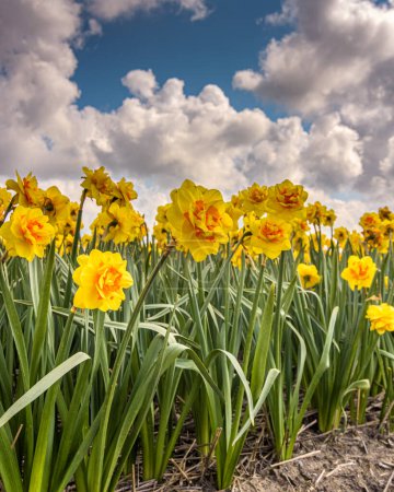 Téléchargez les photos : Belles jonquilles jaunes dans le champ d'ampoules avec ciel nuageux bleu en arrière-plan - en image libre de droit