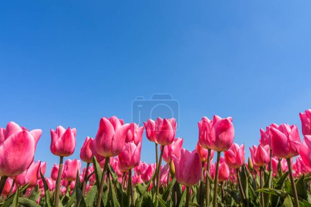 Téléchargez les photos : Belles tulipes roses en fleurs photographiées d'en bas contre un ciel bleu clair - en image libre de droit
