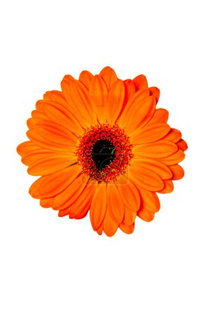 orange gerber flower isolated on white background