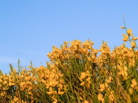 Photo for Closeup bright yellow broom flower under blue sky. - Royalty Free Image