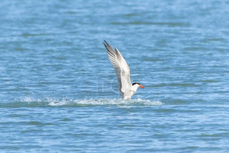 Photo for Caspian tern emerging from water after failed dive to catch fish. - Royalty Free Image