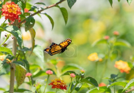 Flying Monarch butterfly and bright summer lantana flowers on a background of foliage and green bokeh background. Macro artistic image.1