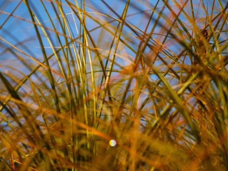 Foto de Hierba de playa de cerca en el patrón de hojas largas verdes en desenfoque y efecto bokeh. - Imagen libre de derechos