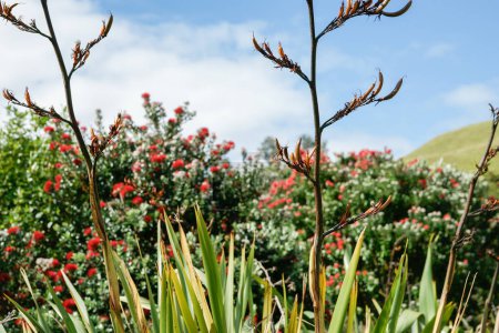 Foto de Flor roja pohutukawa árbol detrás de lino y lino flor tallo naturaleza fondo. - Imagen libre de derechos