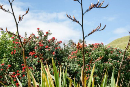 Téléchargez les photos : Pohutukawa rouge arbre à fleurs derrière le lin et la tige de fleur de lin arrière-plan de la nature. - en image libre de droit