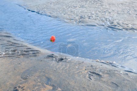 Foto de Flor roja pohutukawa a la deriva en el arroyo en la playa. - Imagen libre de derechos