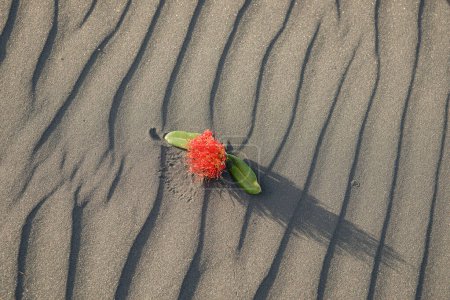 Foto de Nueva flor de Zealand imagen pohutukawa en el patrón ondulado soplado por el viento en la playa - Imagen libre de derechos