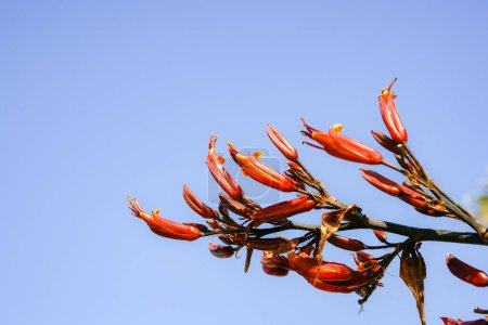 Téléchargez les photos : Nouvelle-Zélande fleur de lin contre ciel bleu - en image libre de droit