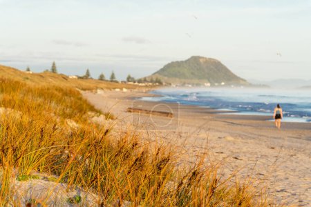 Foto de Vegetación de dunas de junco de arena dorada y larga vista a la playa Papamoa Tauranga Nueva Zelanda. - Imagen libre de derechos
