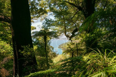 Téléchargez les photos : Vue à travers ombre et forêt jusqu'à la baie turquoise dans le détroit de la Reine-Charlotte Nouvelle-Zélande. - en image libre de droit