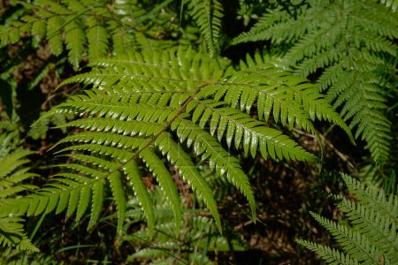 Téléchargez les photos : Gros plan vert brillant fougère fronde dans la forêt néo-zélandaise - en image libre de droit
