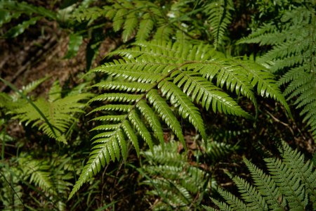 Téléchargez les photos : Gros plan vert brillant fougère fronde dans la forêt néo-zélandaise - en image libre de droit