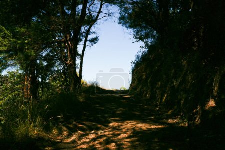 Téléchargez les photos : La lumière du soleil filtre à travers le buisson et les arbres néo-zélandais sur le chemin menant au sommet de la colline et du ciel bleu - en image libre de droit