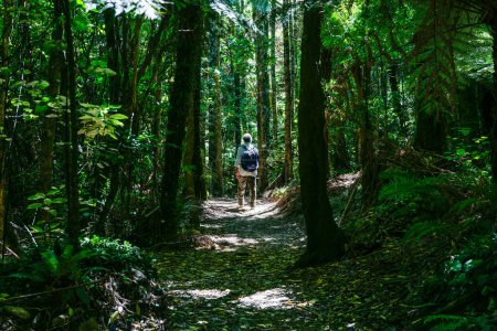 Photo for Marlborough Sounds New Zealand - February 21 2010;Man walking along bush lined Queen Charlotte Track. - Royalty Free Image