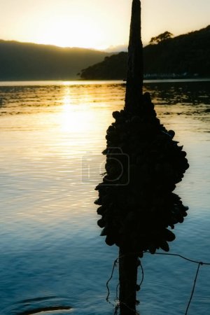 Téléchargez les photos : Moules incrustées de grange sauvage poussant sur un vieux poteau dans une baie rétroéclairée par le lever du soleil. - en image libre de droit