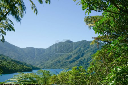 Téléchargez les photos : Vue sur les collines bordées de buissons et la baie encadrée par le feuillage des arbres de premier plan dans le détroit de Marlborough, Nouvelle-Zélande. - en image libre de droit