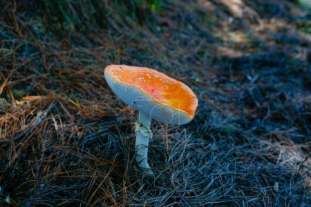 Téléchargez les photos : Champignon agarique mouche orange et blanc brillant parmi les aiguilles de pin sur le sol forestier de l'île du Sud. - en image libre de droit