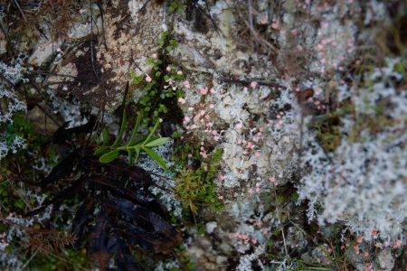 Téléchargez les photos : Leratiomyces erythrocephalus, les champignons de la poche écarlate qui poussent sur le sol le long de la piste Queen Charlotte. - en image libre de droit