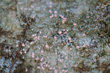 Téléchargez les photos : Leratiomyces erythrocephalus, les champignons de la poche écarlate qui poussent sur le sol le long de la piste Queen Charlotte. - en image libre de droit