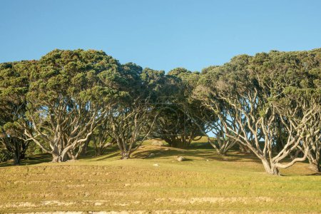 Photo for Terraced slope on side of Mount Drury with pohutukawa trees on rise behind at Mount Maunganui, Tauranga. - Royalty Free Image