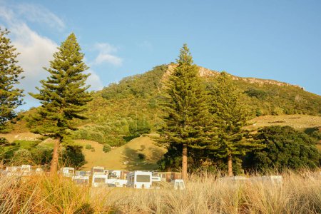Foto de Mount Maunganui at sunrise with Norfolk Pine trees and backs of recreational vehicles of holiday-makers, New Zealand. - Imagen libre de derechos