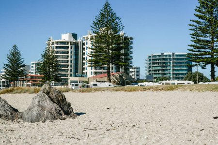 Photo for Tree and apartments in background to Main Beach  at Mount Maunganui, New Zealand. - Royalty Free Image