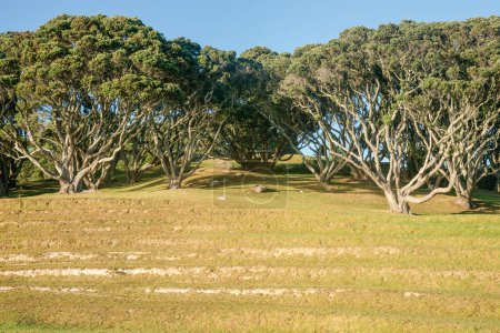 Photo for Terraced slope on side of Mount Drury with pohutukawa trees on rise behind at Mount Maunganui, Tauranga. - Royalty Free Image