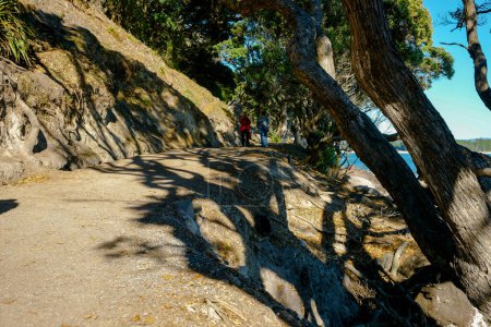 Photo for Tauranga New Zealand - May 2 2010; View through twisted in silhouette pohutukawa branches shadow patterns on Mount Maunganui Base Track walk. - Royalty Free Image