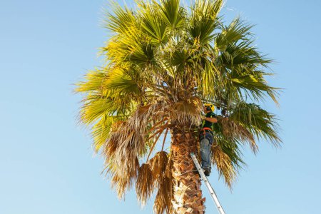 Photo for Tauranga New Zealand - June 17 2010; Ladder leaning against palm tree with aborist among fronds - Royalty Free Image