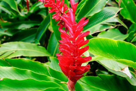 Foto de Red ginger flower in lush greenery of large leaves. - Imagen libre de derechos