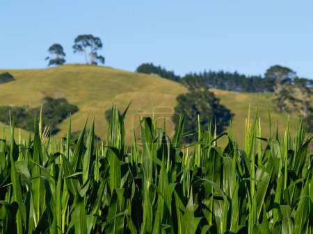 Foto de Hojas verdes primer plano de cultivo de maíz con lejanas colinas de Papamoa en el fondo en Tauranga rural. - Imagen libre de derechos